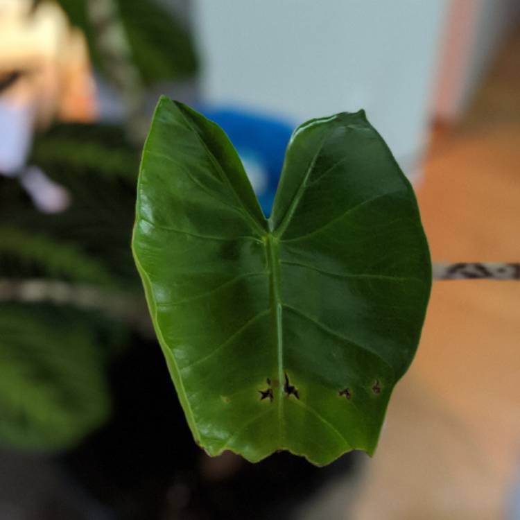 Plant image Alocasia Zebrina