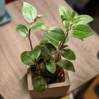 Tradescantia chrysophylla 'Baby Bunny Bellies'