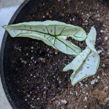 Caladium 'Strawberry Star'