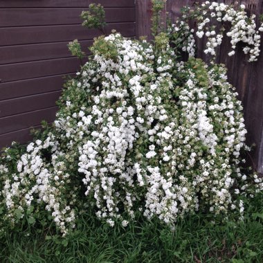 Bridal Wreath