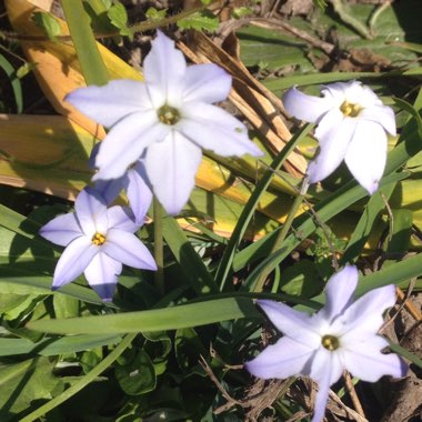 Spring Starflower