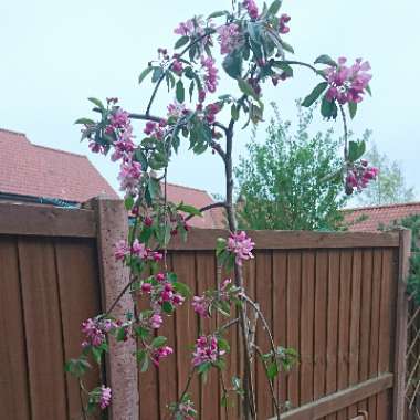 Crab Apple 'Royal Beauty'