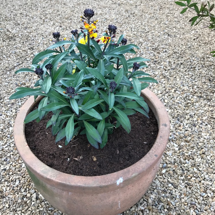 Plant image Erysimum cheiri