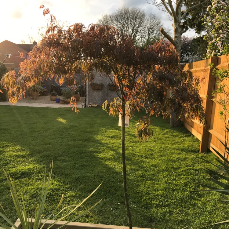 Plant image Acer Palmatum 'Crimson Prince'