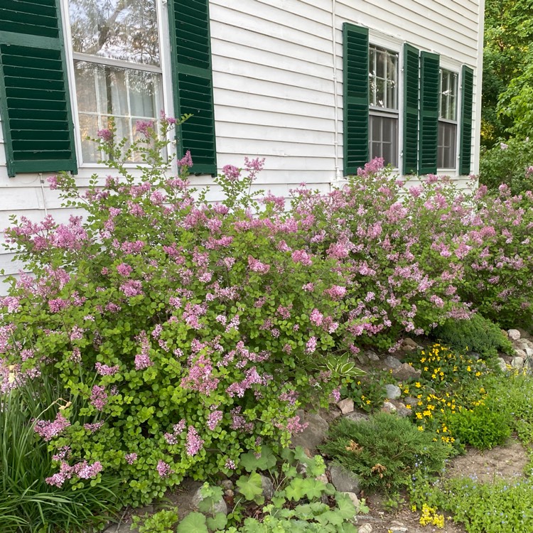 Plant image Syringa pubescens subsp. patula 'Miss Kim'