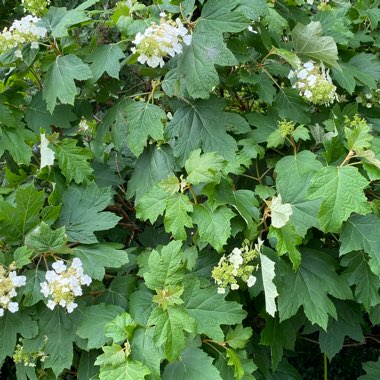 Hydrangea quercifolia