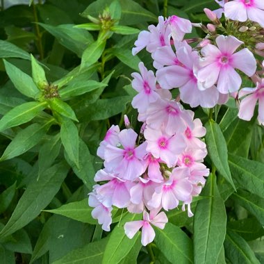 Phlox maculata 'Alpha'