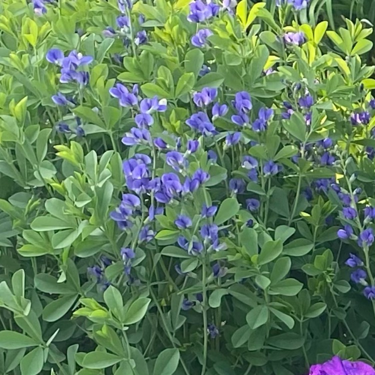 Plant image Baptisia australis