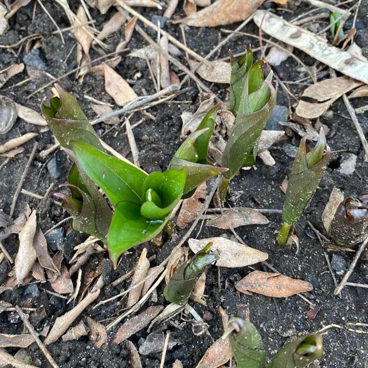 Plant image Trillium