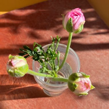 Ranunculus