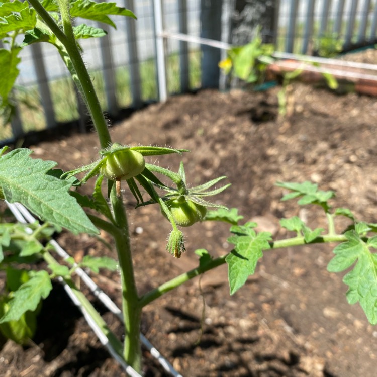 Plant image Solanum Lycopersicum 'Marmande'