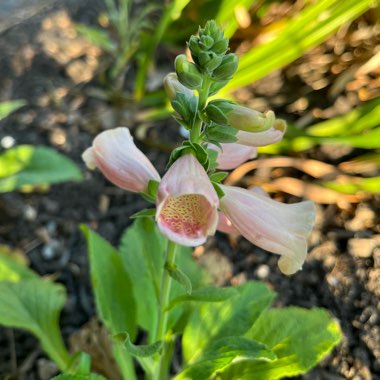 Digitalis purpurea 'Dalmation Peach'