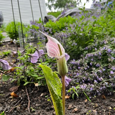 Jack-in-the-pulpit