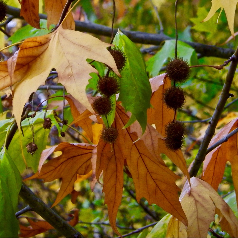 Plant image Platanus x acerifolia syn. Platanus x hispanica ; Platanus x hybrida