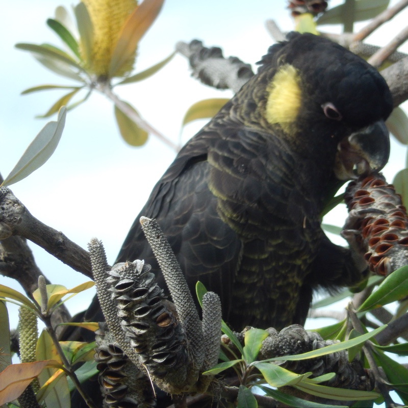 Banksia media