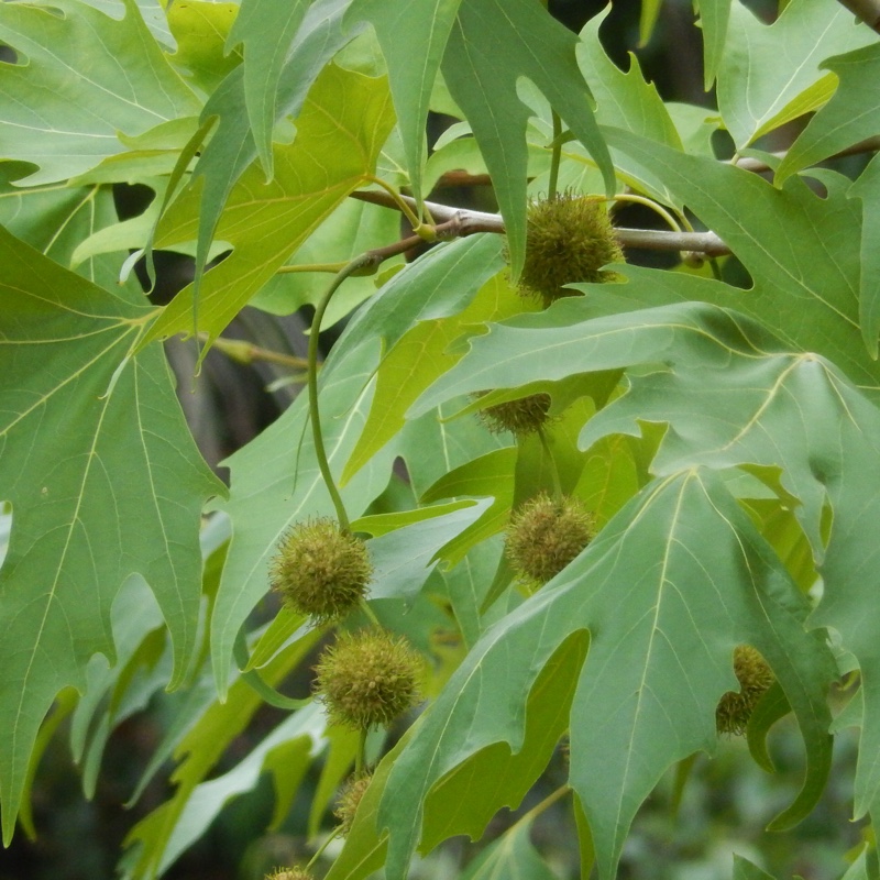 Platanus x acerifolia syn. Platanus x hispanica ; Platanus x hybrida