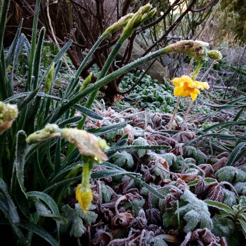 Plant image Narcissus