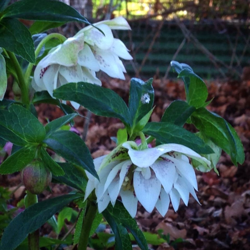 Helleborus