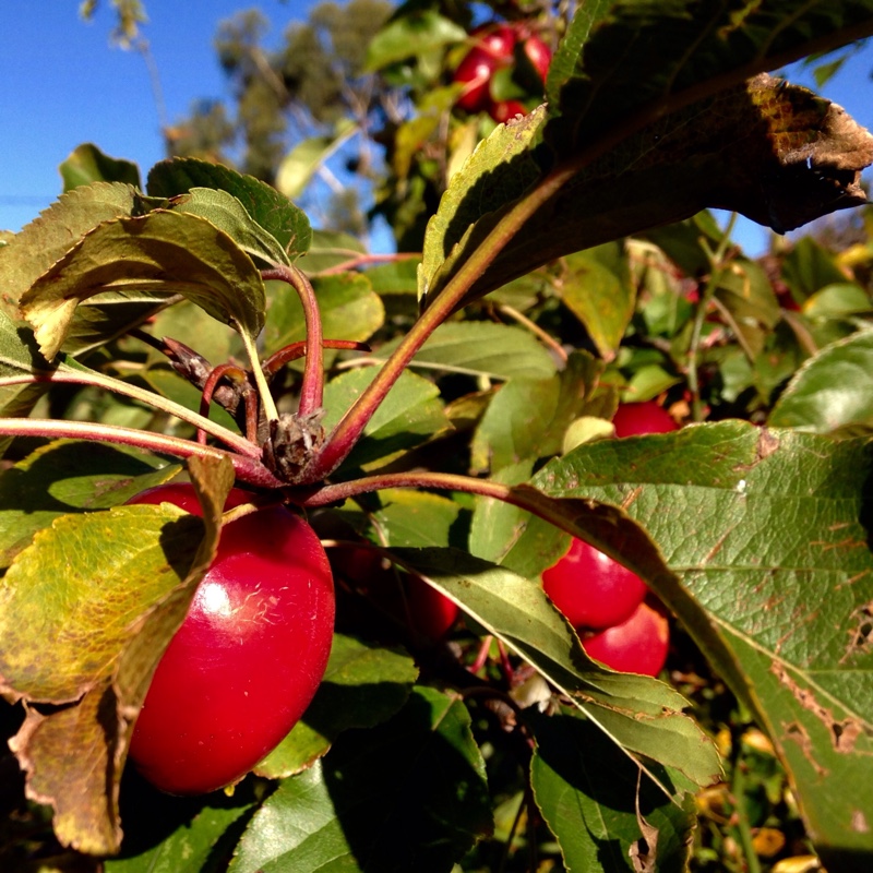 Malus 'Evereste'