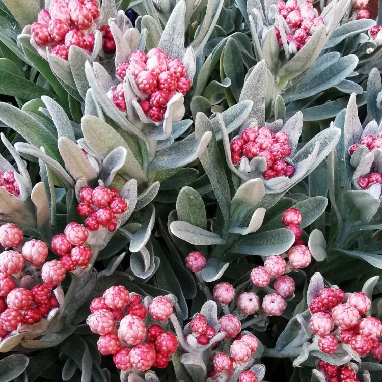 Plant image Helichrysum 'Ruby Cluster'