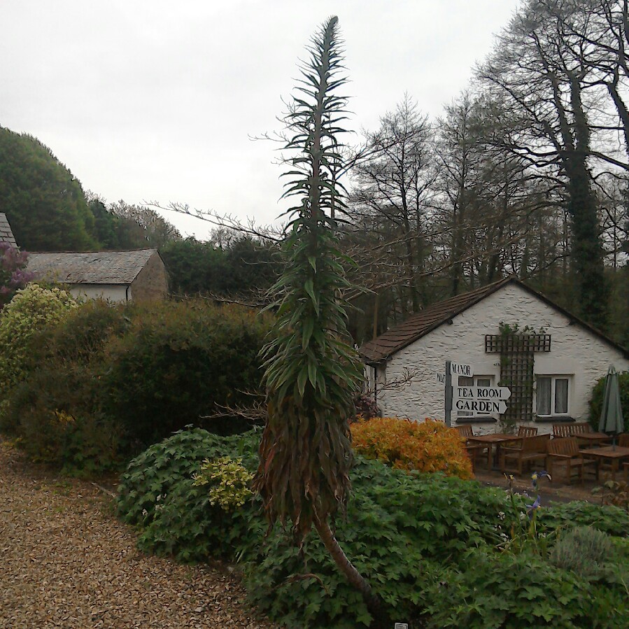 Echium pininana syn. Echium pinnifolium