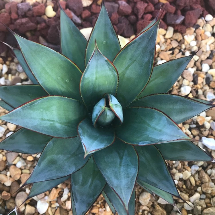 Plant image Agave 'Blue Glow'