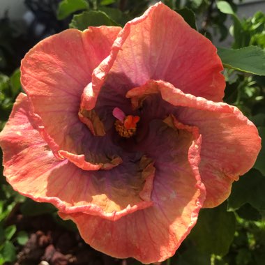 Hibiscus 'Tropic Escape Monsoon mixer'