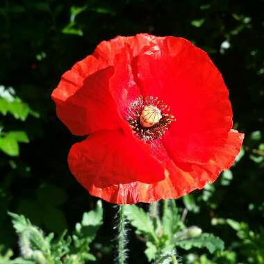 Papaver rhoeas