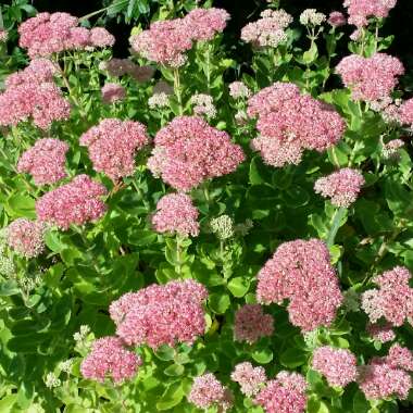 Sedum