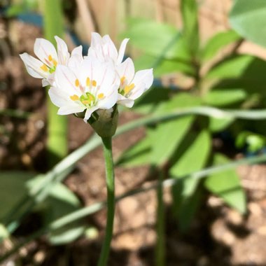 Triteleia hyacinthina