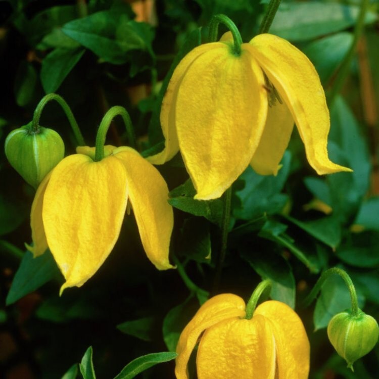 Plant image Clematis tangutica 'Bill MacKenzie'