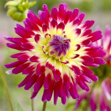 Dahlia 'Tahiti Sunrise'