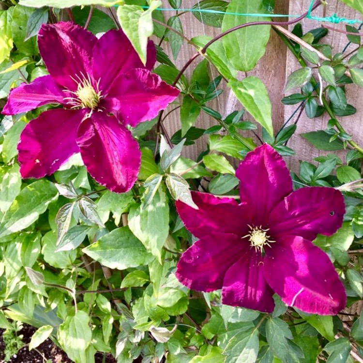 Plant image Clematis 'Niobe'