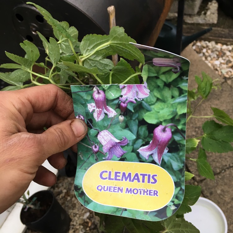 Plant image Clematis texensis 'Queen mother'