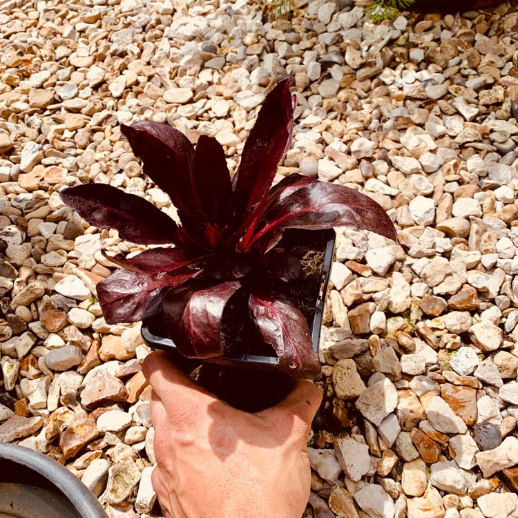 Plant image Lobelia x speciosa 'Scarlet Princess'