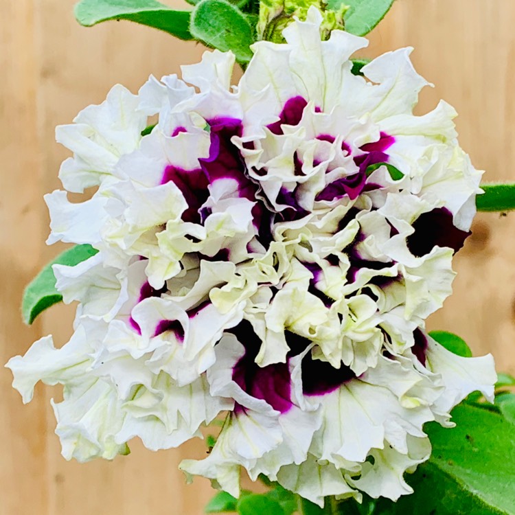 Plant image Petunia 'Purple Pirouette'