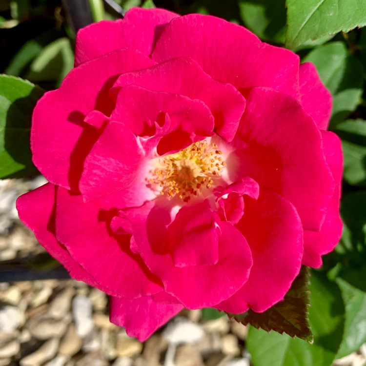 Plant image Rosa 'Zephirine Drouhin'