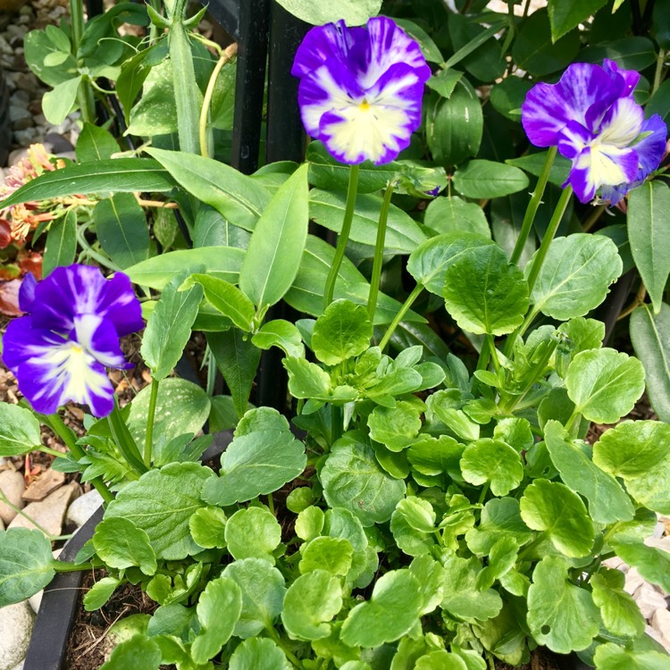 Plant image Viola 'Rebecca'