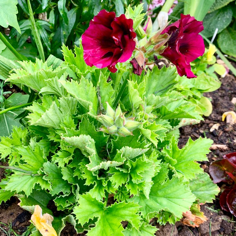 Plant image Pelargonium 'Regalia Chocolate'