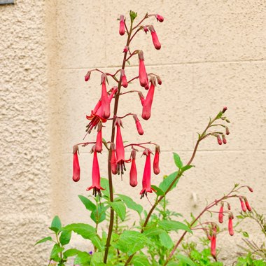 Fuchsia 'Coralle'