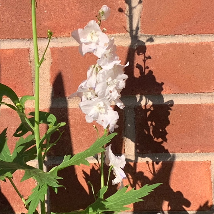 Plant image Delphinium 'Galahad'