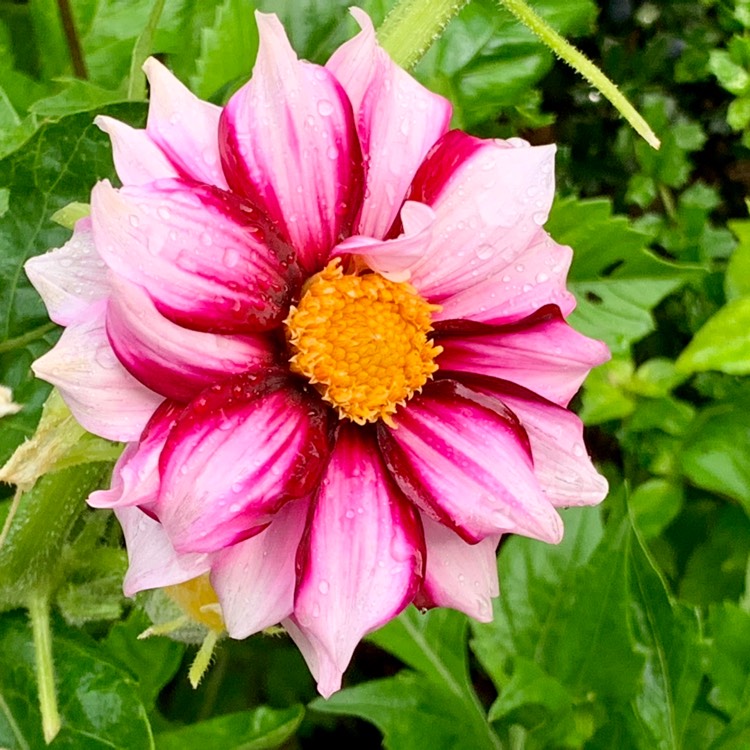 Plant image Dahlia 'Edge Of Joy'