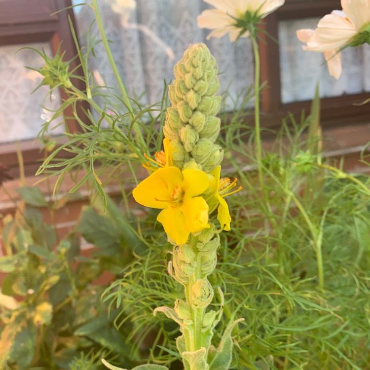 Plant image Verbascum thapsus