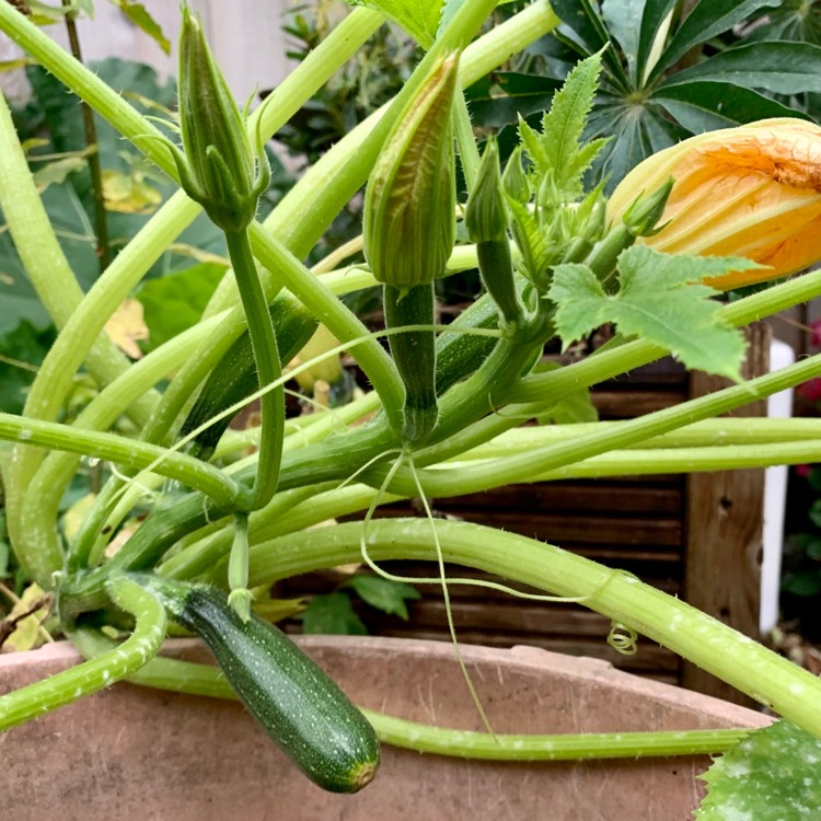 Plant image Cucurbita Pepo var. Cylindrica 'Black Beauty'