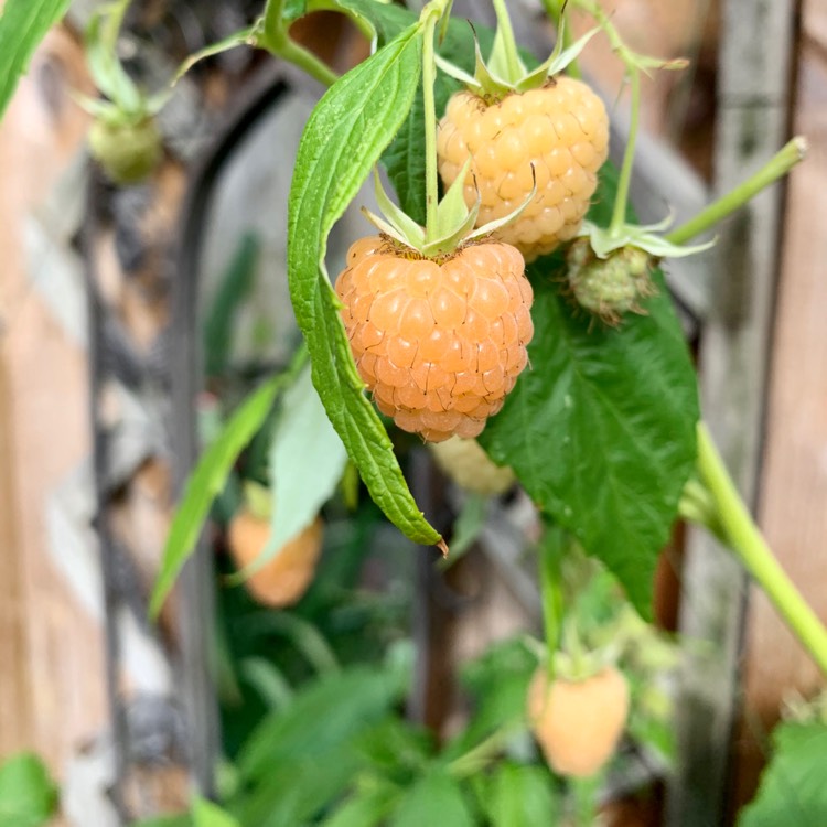 Plant image Rubus Idaeus 'Autumn Gold'