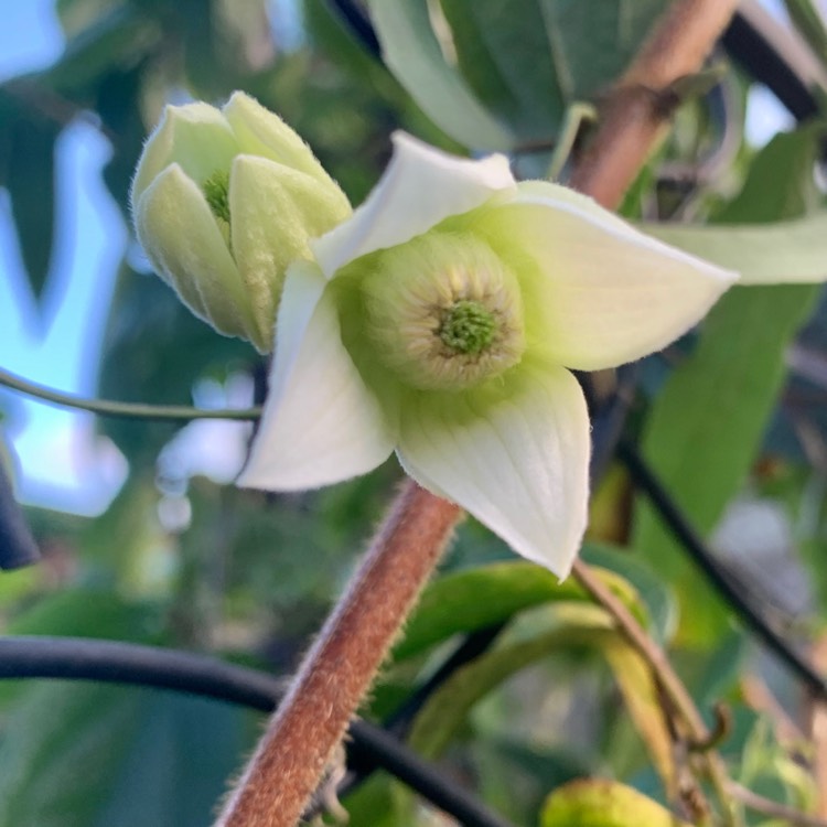 Plant image Clematis urophylla 'Winter Beauty'