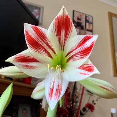 Hippeastrum (Galaxy Group) 'Minerva'