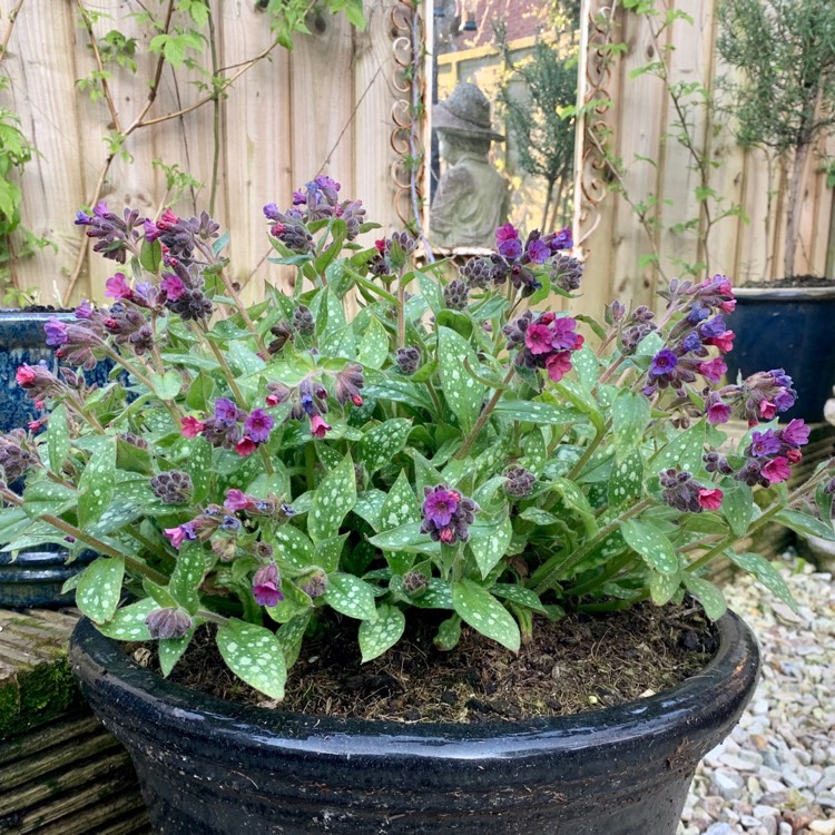 Plant image Pulmonaria 'Victorian Brooch'