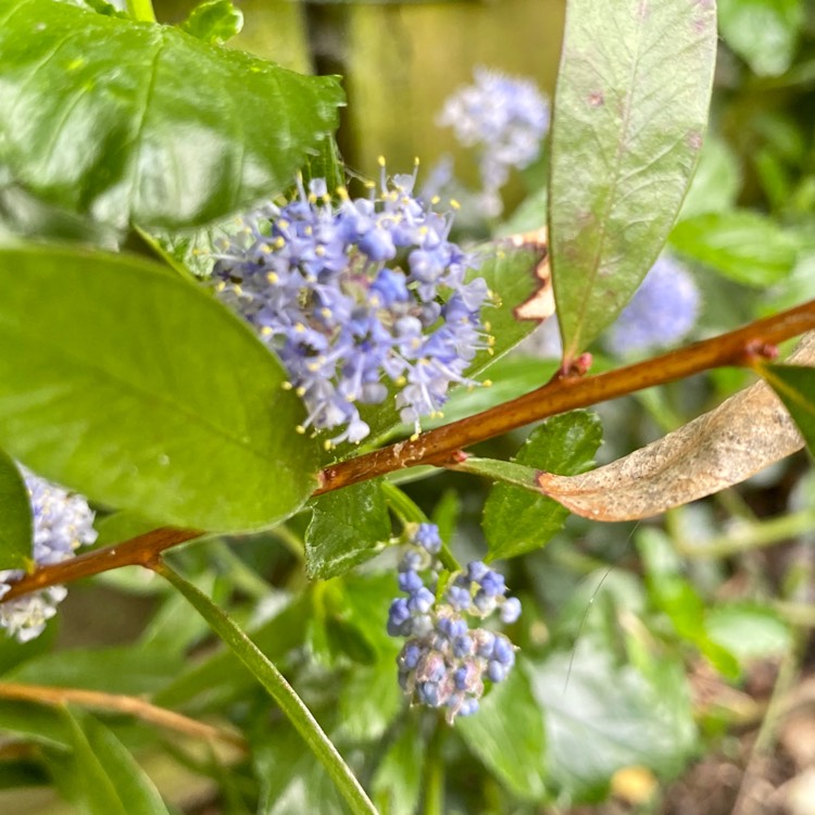 Plant image Ceanothus 'Blue Pacific'