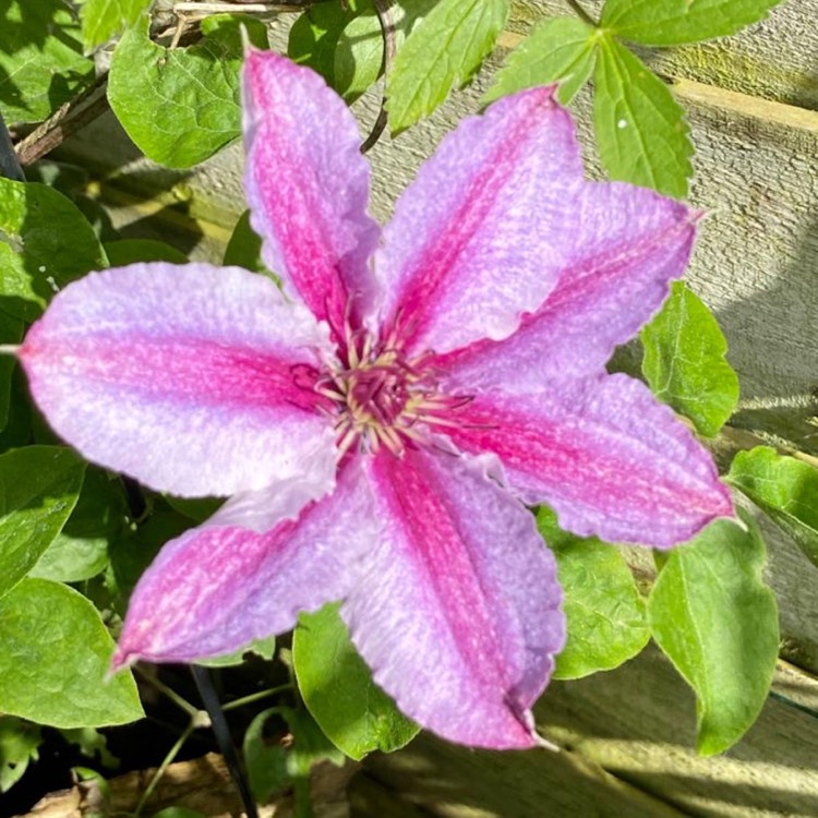 Plant image Clematis 'Darius'